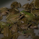 A group of frogs at Patrice François’s frog farm